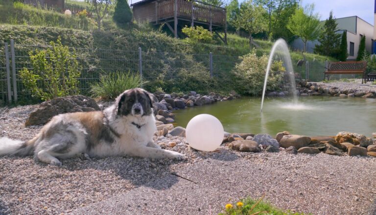 Gallery Dog in the swimming pond of the SCHNAUZERL Hotel