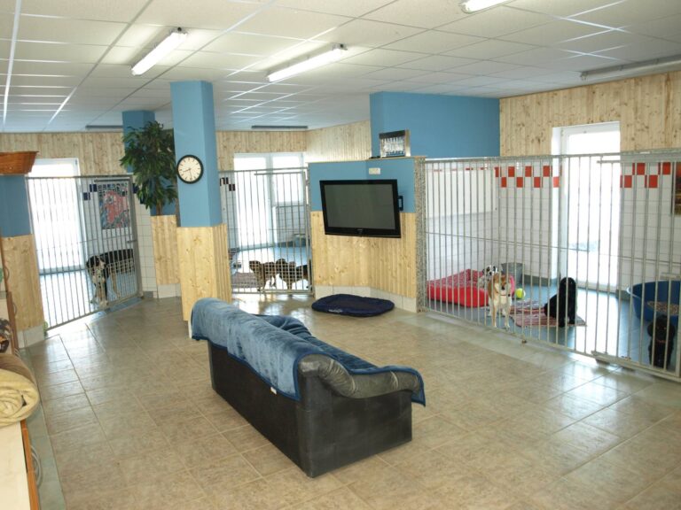 Gallery A look inside the dog hotel