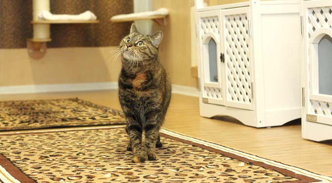 Gallery A look inside the cat hotel