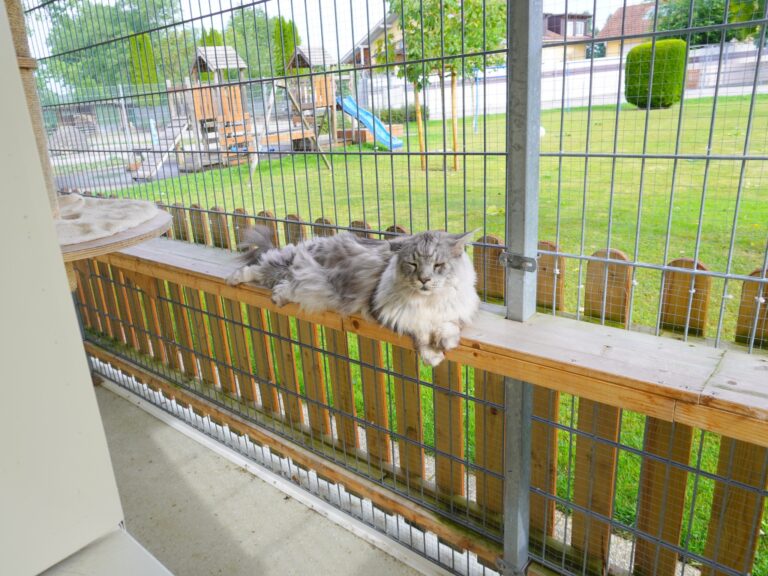 Gallery Outdoor area of the cat room