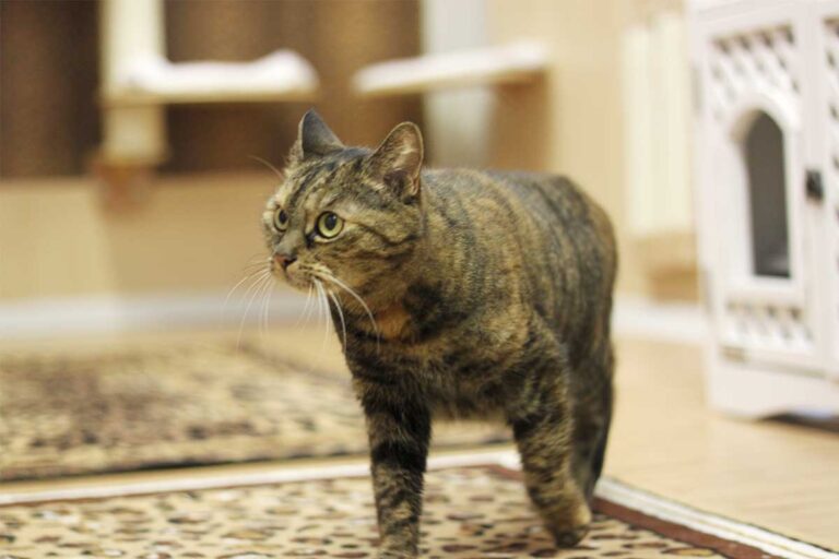 Gallery A look inside the cat hotel