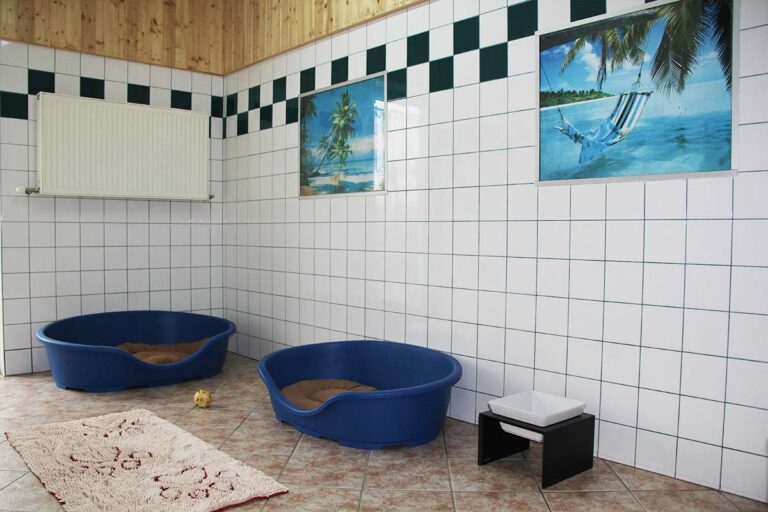 Gallery A look inside the dog hotel