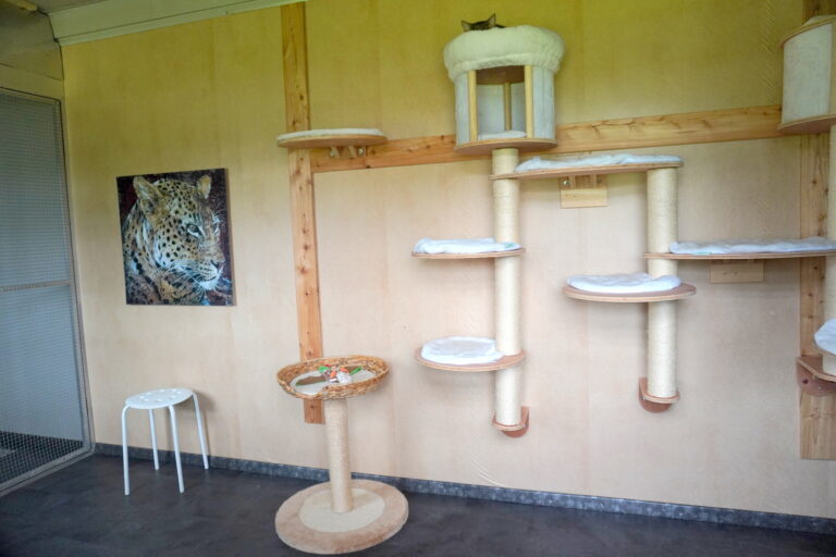 Gallery Inside cat room 1