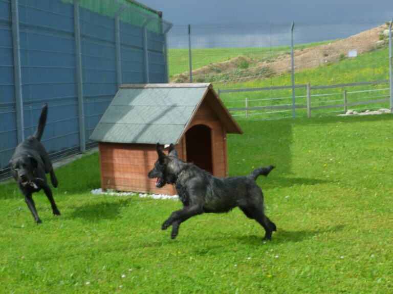 Gallery A look inside the dog hotel