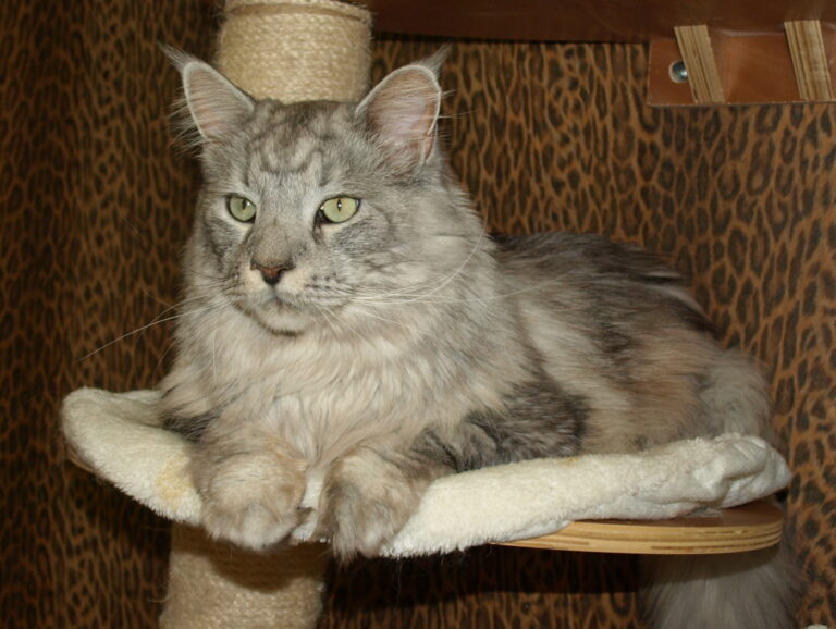 Gallery Maine Coon in its resting place