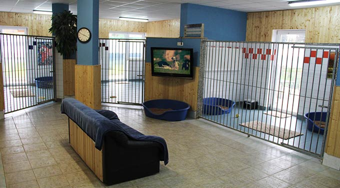 Gallery A look inside the dog hotel