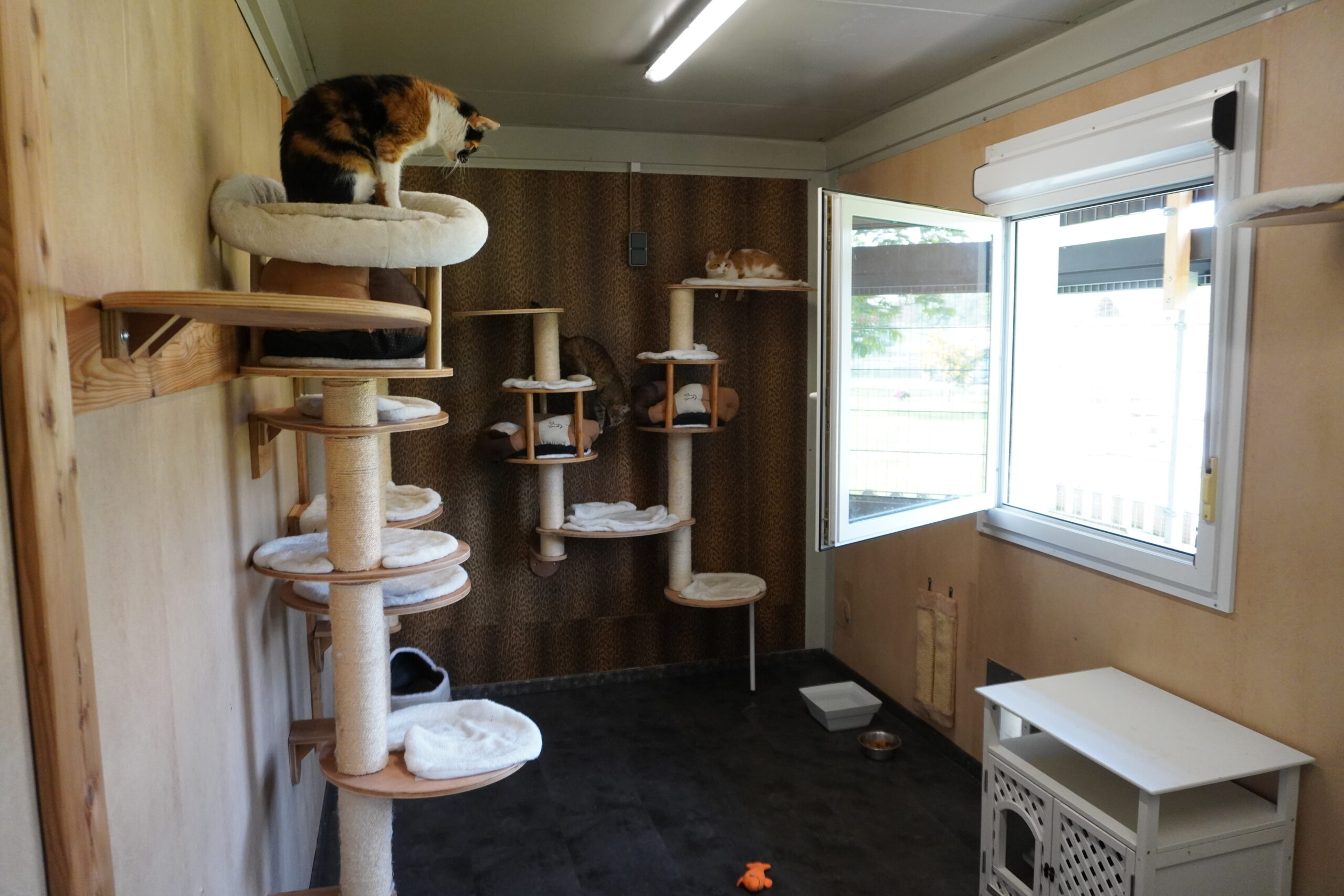 Cat room with climbing wall and resting spots
