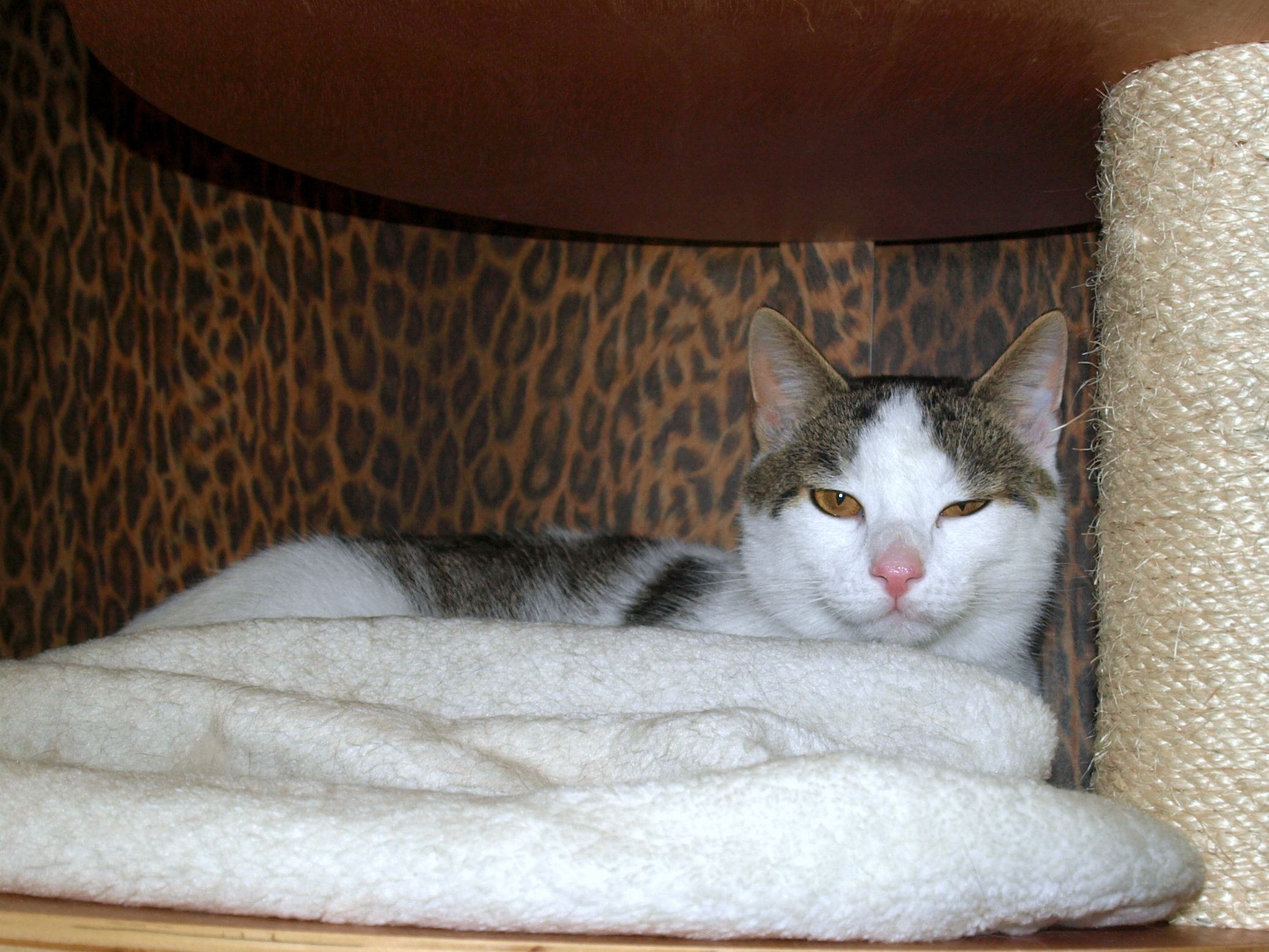 Cat curled up in its cat bed