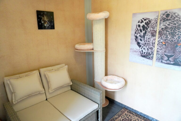 Gallery A look inside the cat hotel