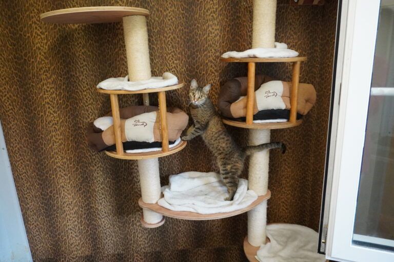 Gallery A look inside the cat hotel