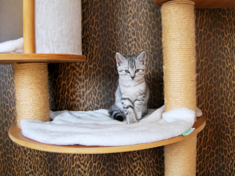 Gallery Kitten in cat room 1