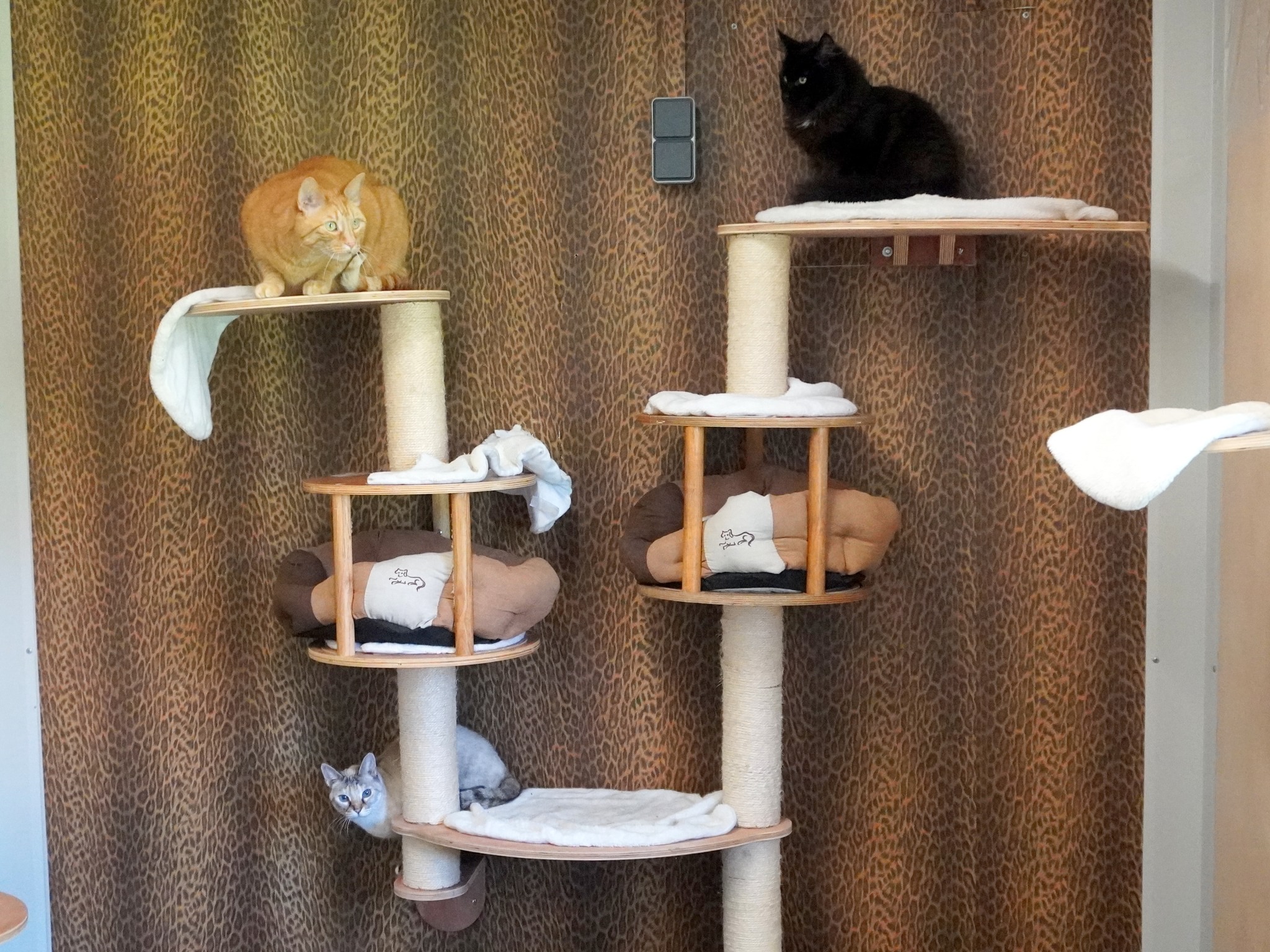 Cat room with cat tree and resting spots