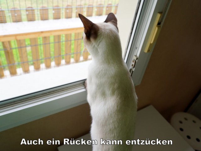 Gallery A look inside the cat hotel