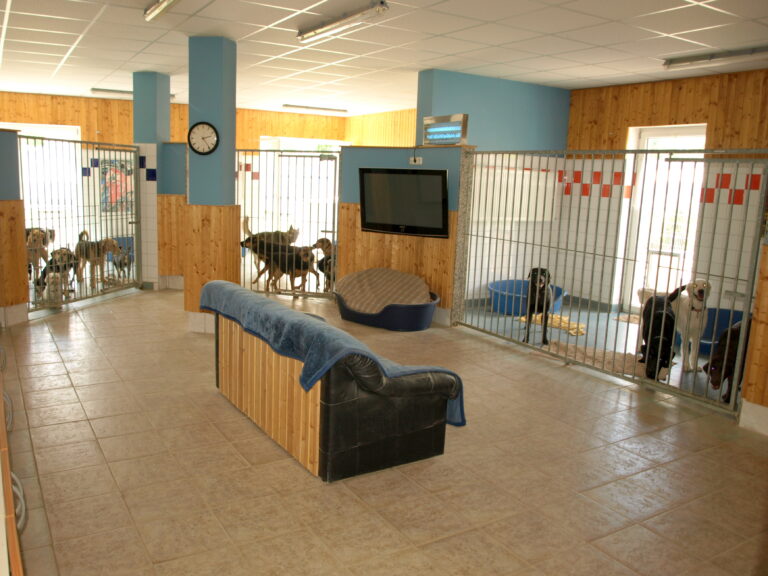Living room for dogs with direct access outdoors