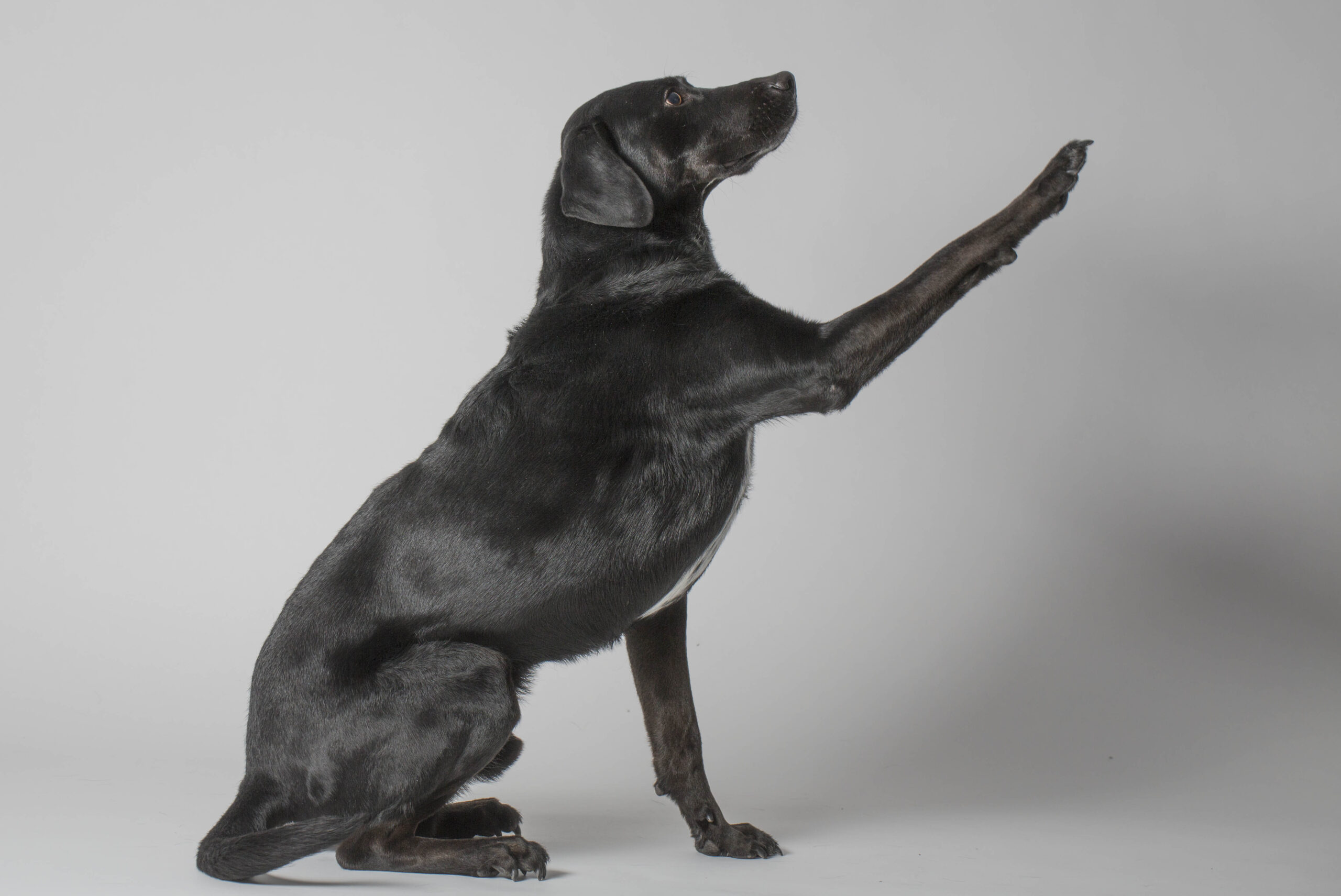 Sturdy dog collar
