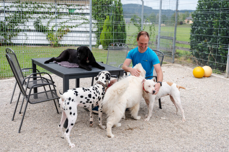 Dogs with their carer on the terrace