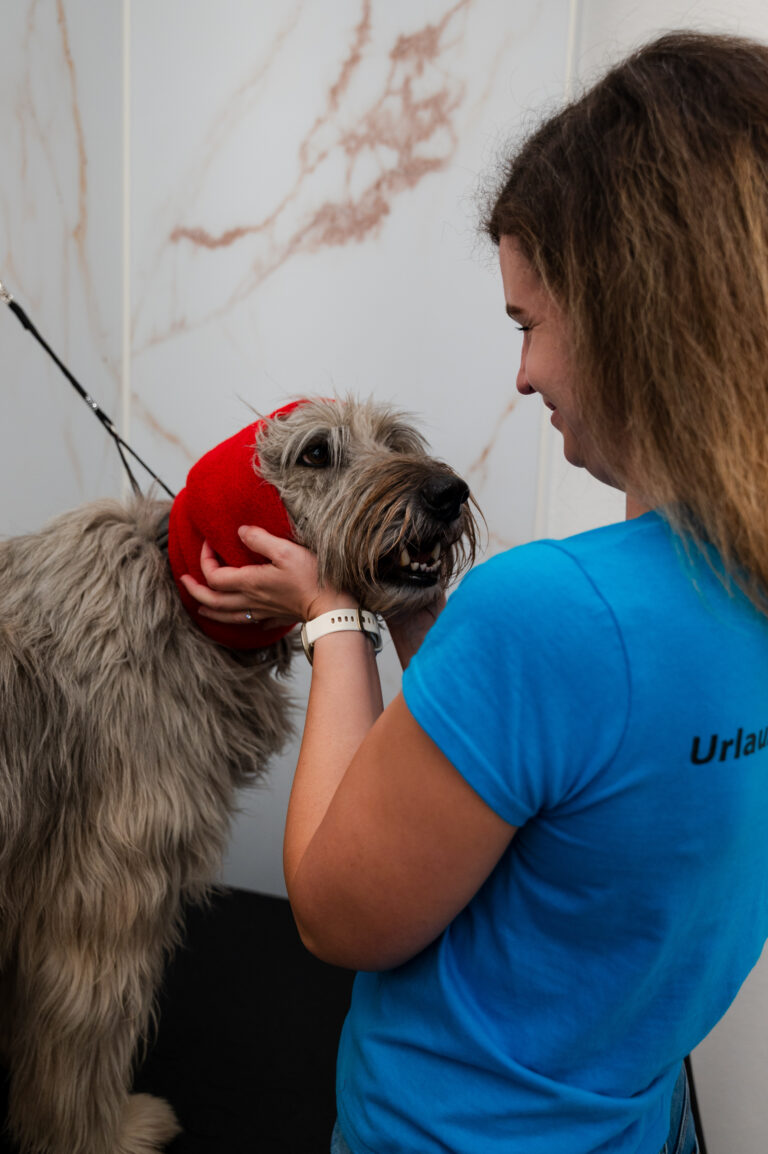 Gallery Dog groomer caring for a dog in the grooming salon