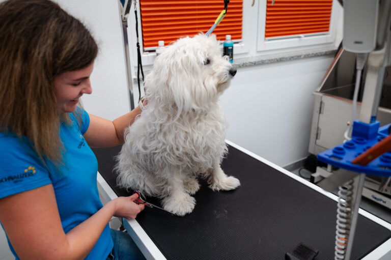 Coat care for a white dog in the grooming salon