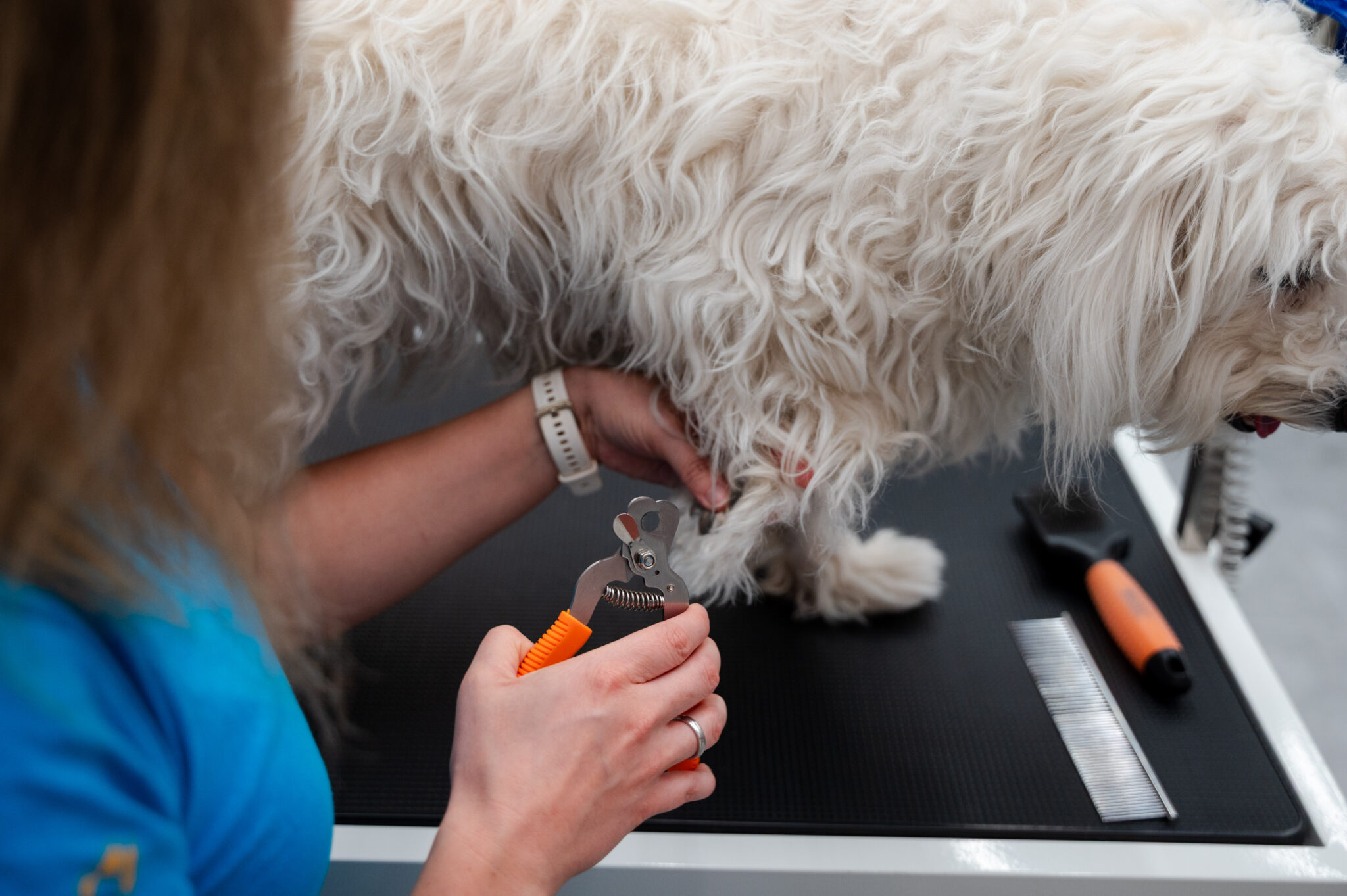 Krallenpflege beim Hund im Hundesalon