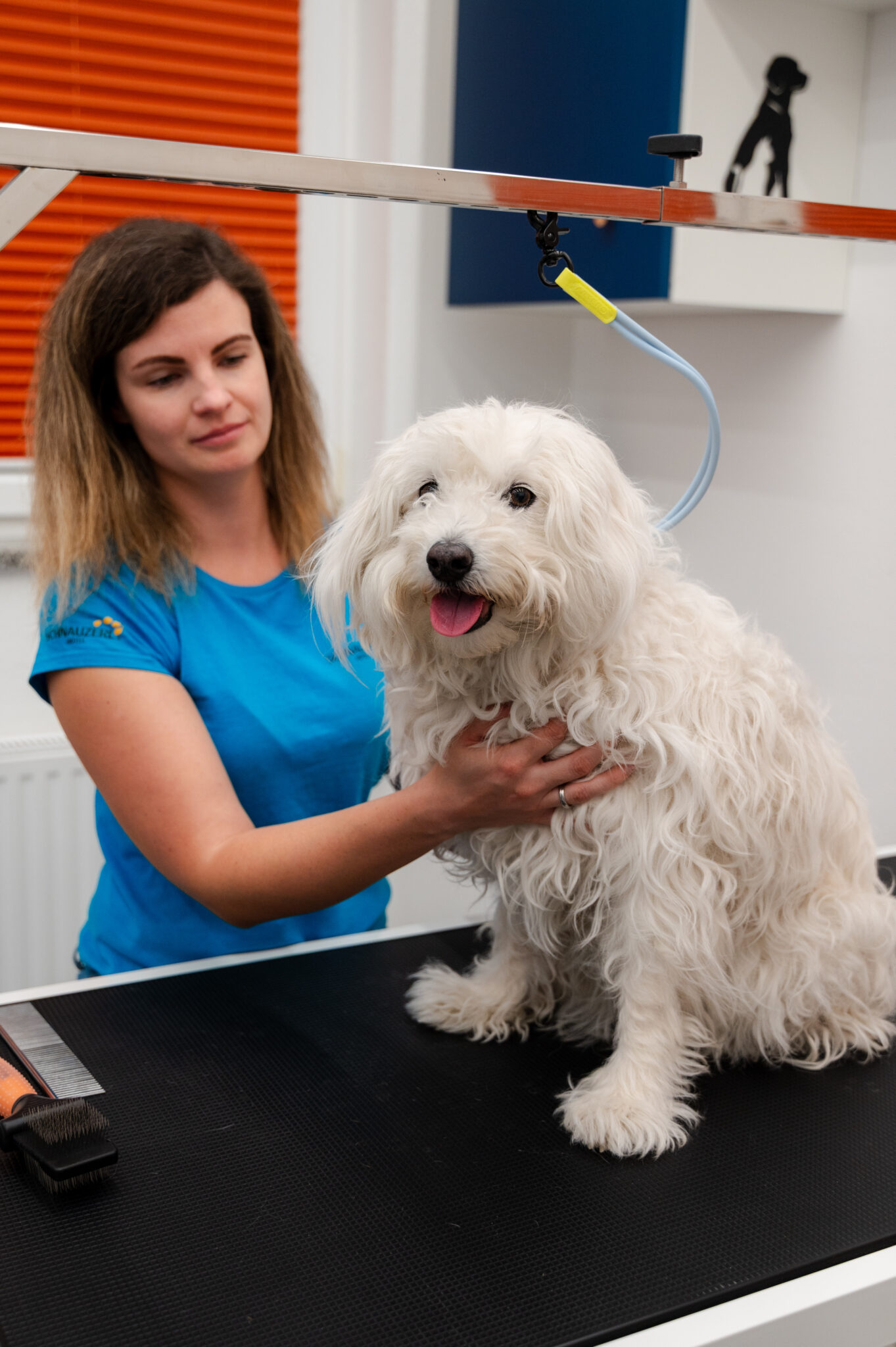 Frisch gepflegter weißer Hund im Hundesalon