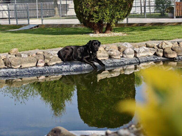 Gallery At the swimming pond of the SCHNAUZERL Hotel