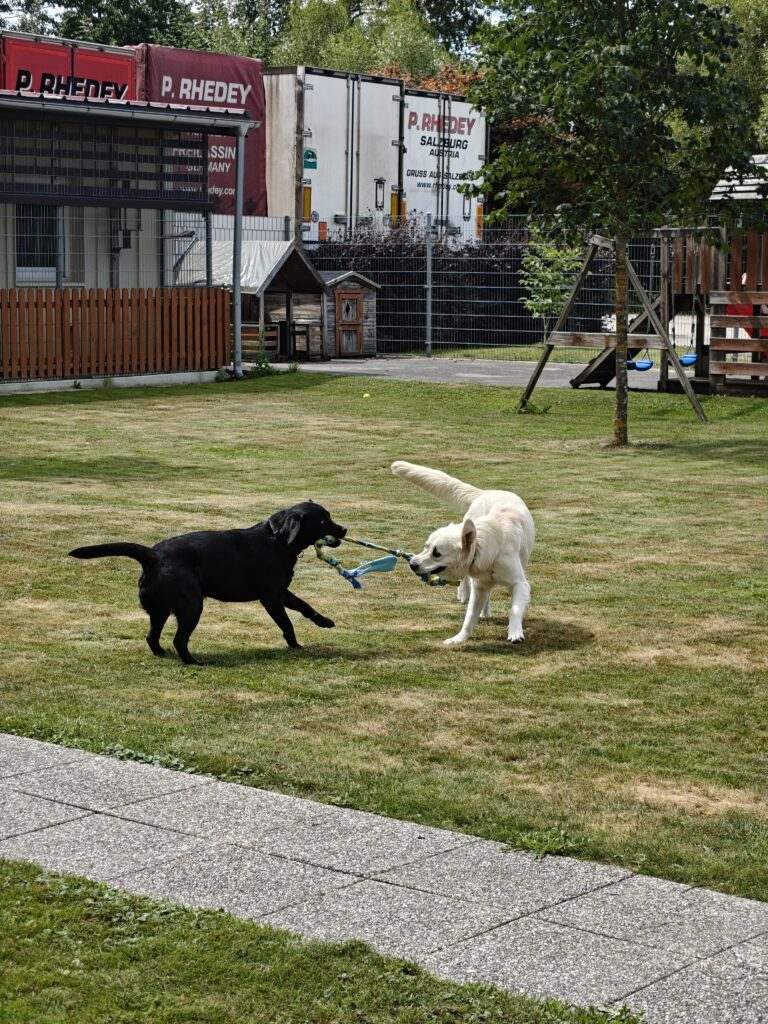 Gallery A look inside the dog hotel