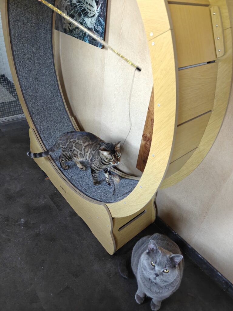 Gallery A look inside the cat hotel