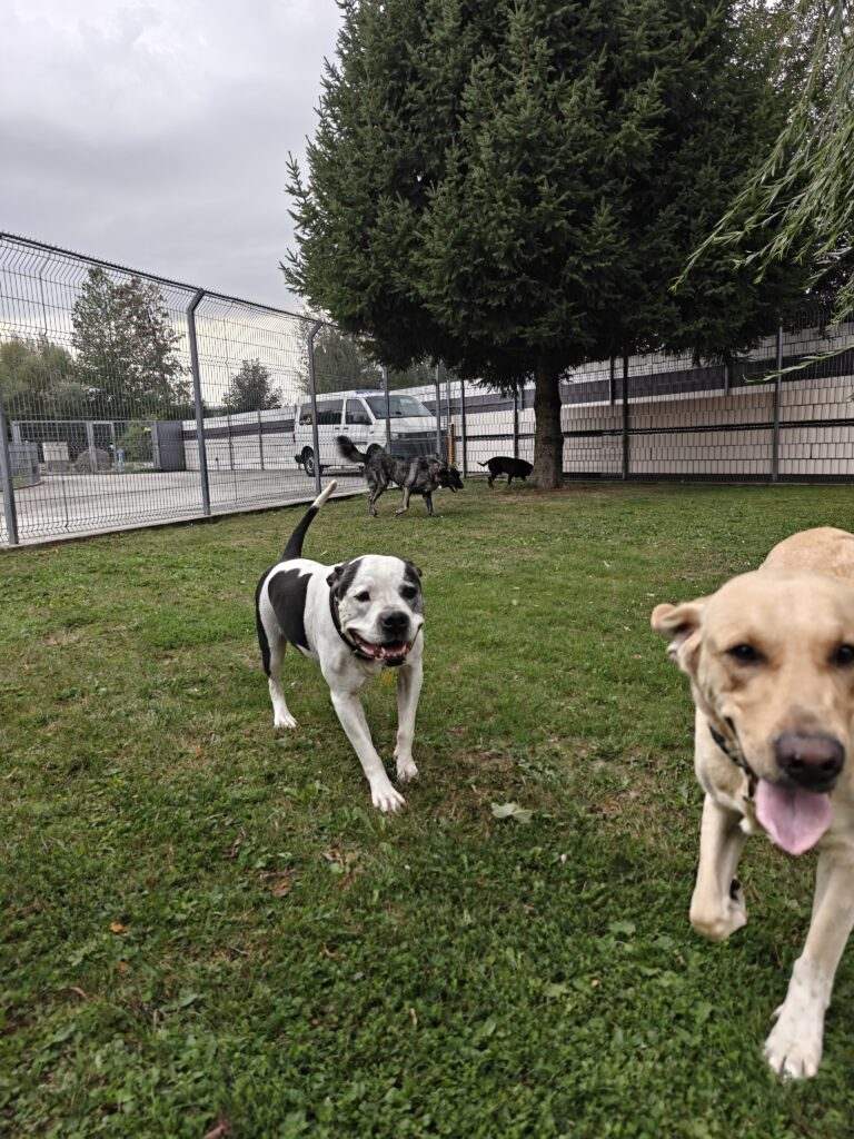 Gallery A look inside the dog hotel