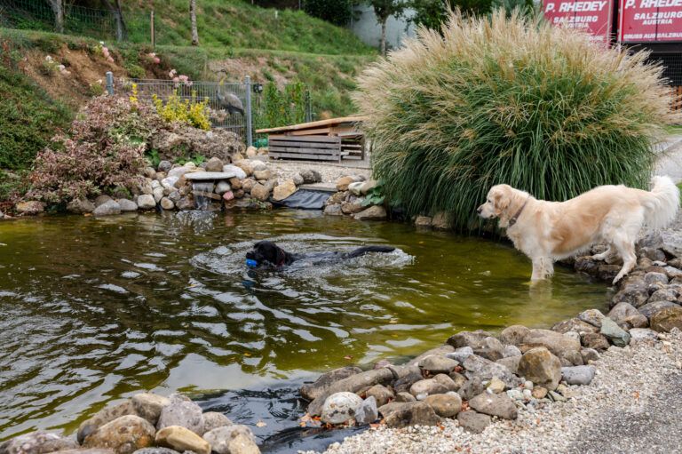 Gallery At the swimming pond of the SCHNAUZERL Hotel