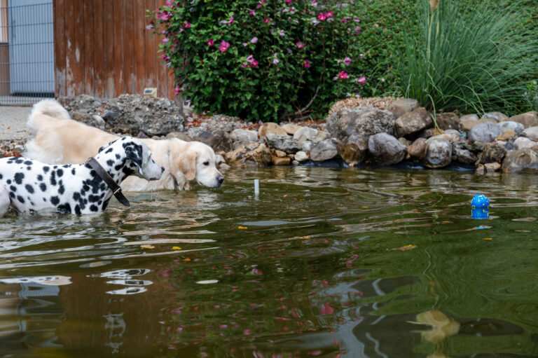Gallery At the swimming pond of the SCHNAUZERL Hotel