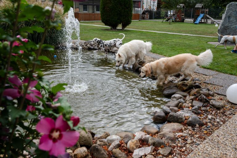 Gallery At the swimming pond of the SCHNAUZERL Hotel