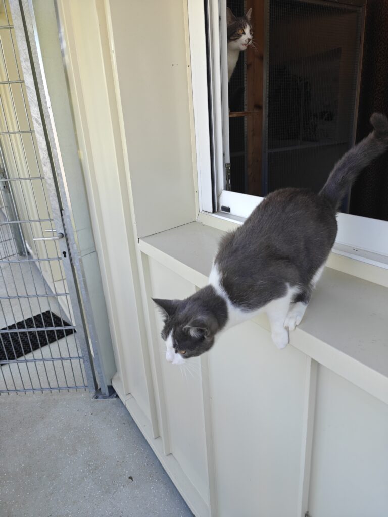 Gallery A look inside the cat hotel