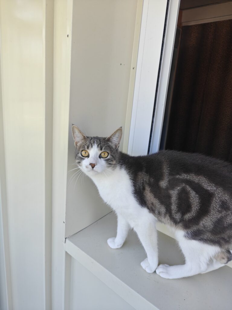 Gallery A look inside the cat hotel