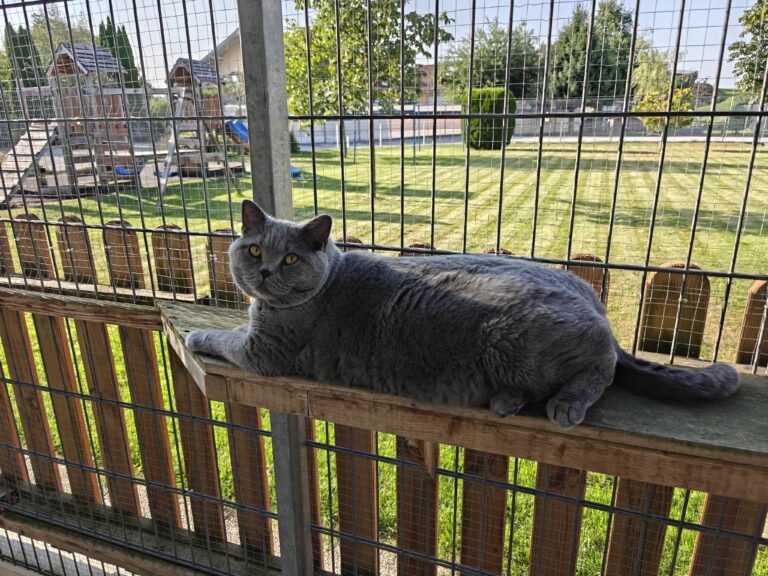 Gallery A look inside the cat hotel