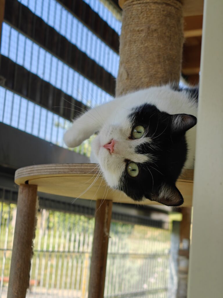 Gallery A look inside the cat hotel