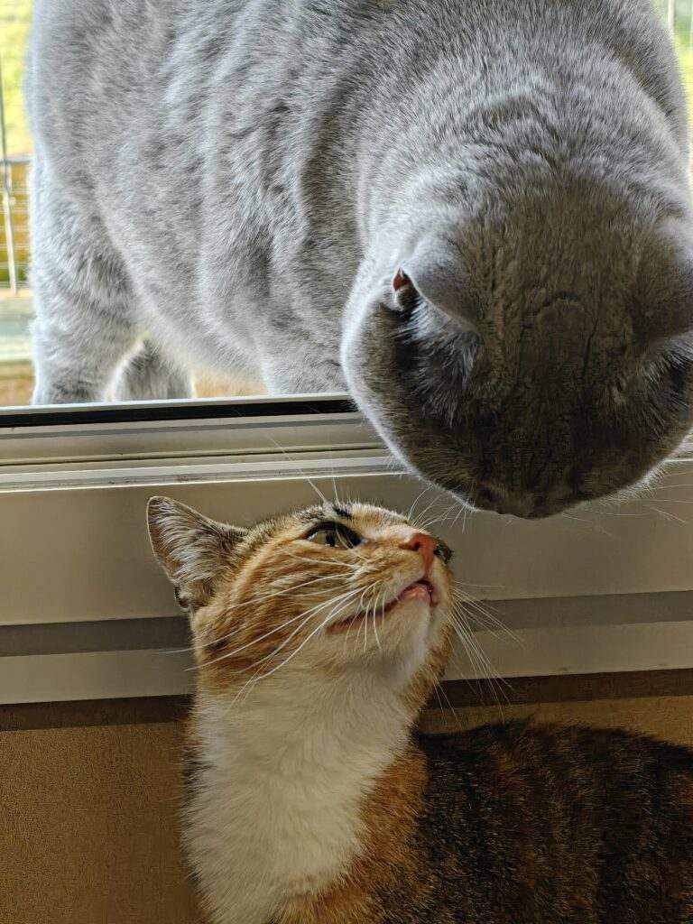 Gallery A look inside the cat hotel