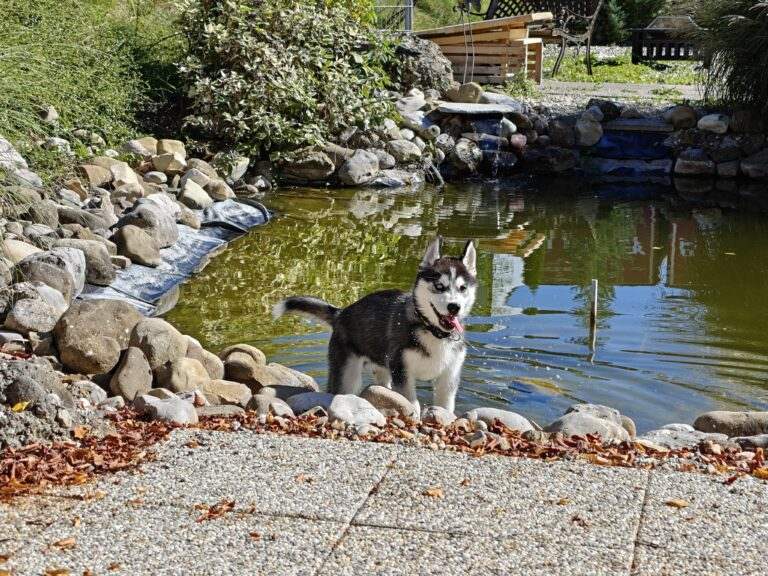 Gallery At the swimming pond of the SCHNAUZERL Hotel