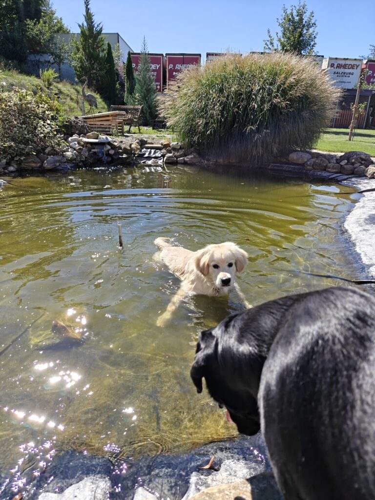 Gallery At the swimming pond of the SCHNAUZERL Hotel
