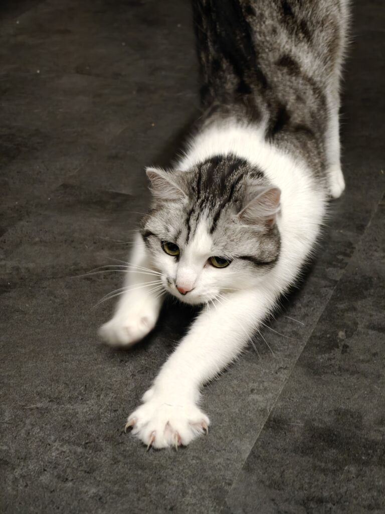 Gallery A look inside the cat hotel