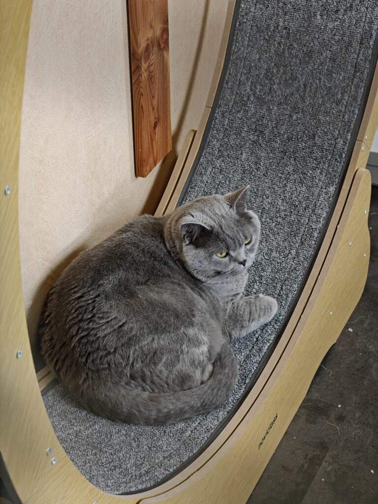 Gallery A look inside the cat hotel