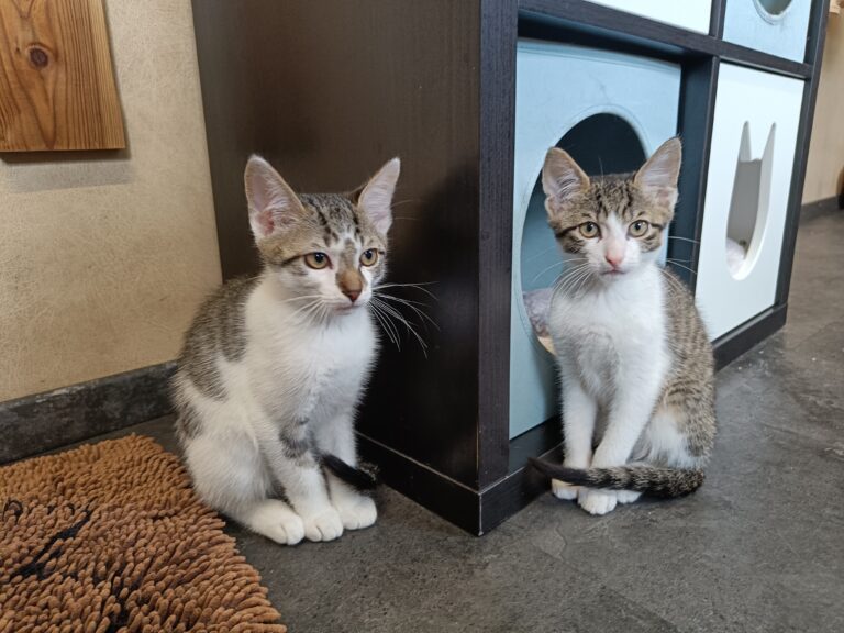 Gallery A look inside the cat hotel