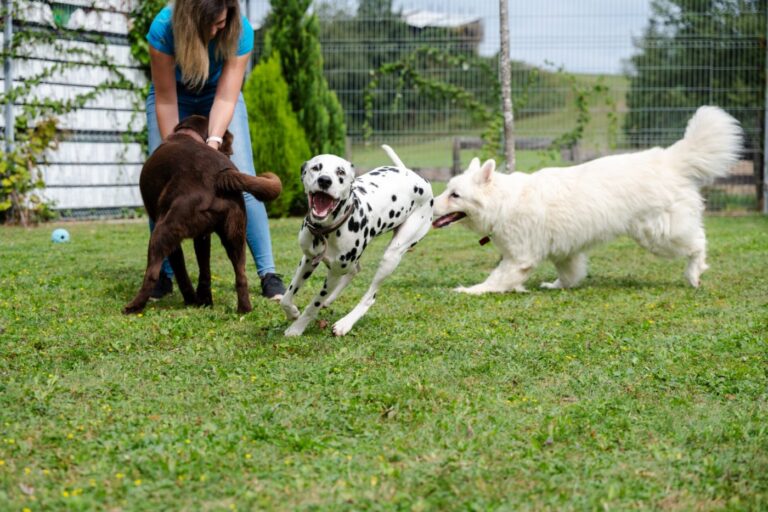 Dogs playing together on the meadow