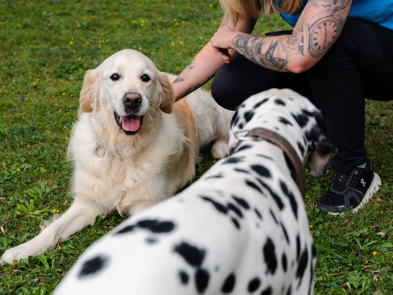 Golden Retriever and Dalmatian with their carer on the grass