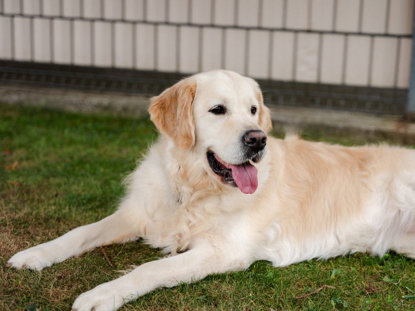 Golden Retriever relaxing on the lawn