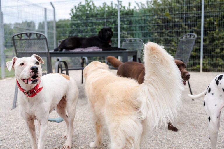 Group of dogs in the run