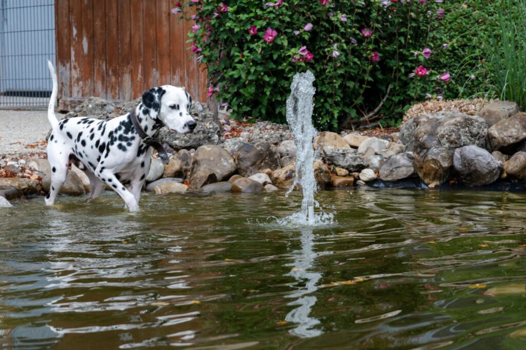 Fenced swimming pond for dogs