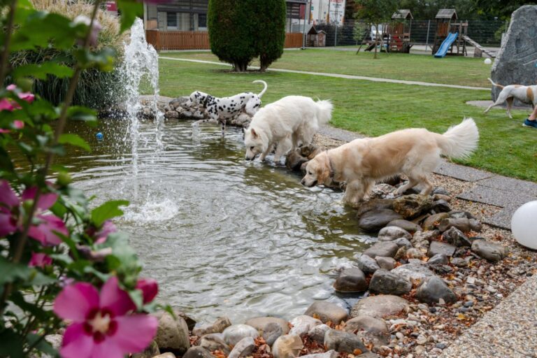 Dogs at the swimming pond on the grounds