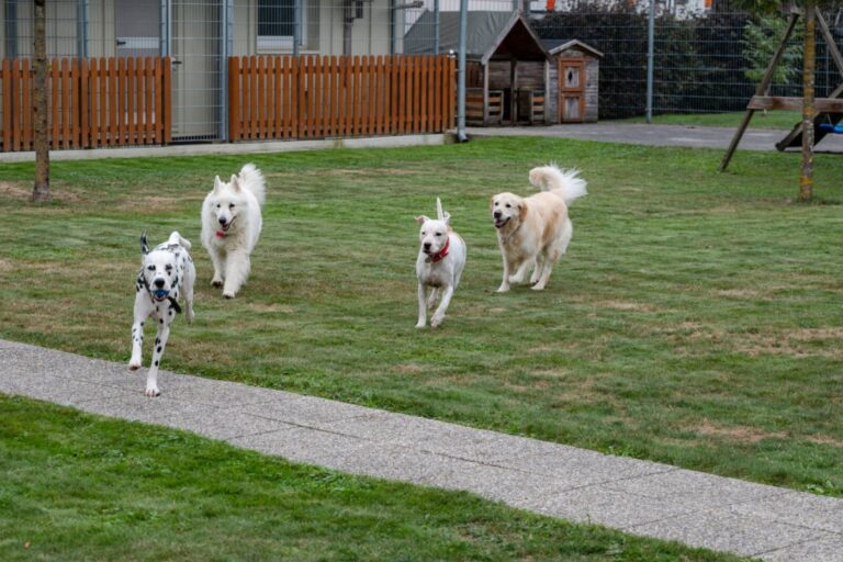 Dogs in the large run at the SCHNAUZERL Hotel