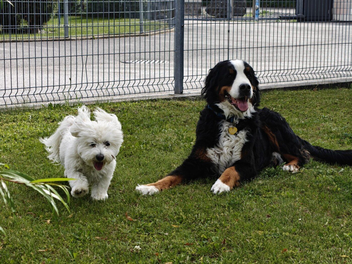 Two dogs relaxing on the lawn