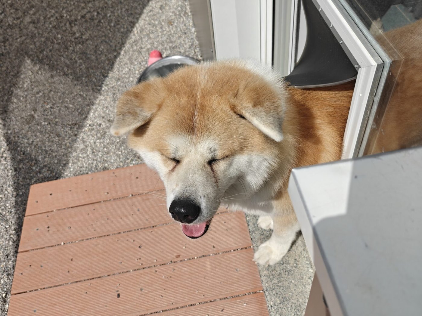 Guides Dogs in the run